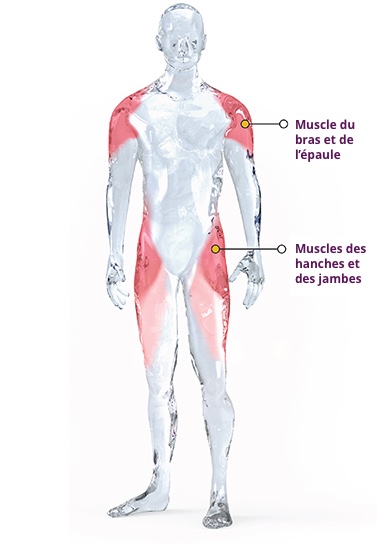 Dystrophie musculaire des ceintures DMC Sarepta Therapeutics